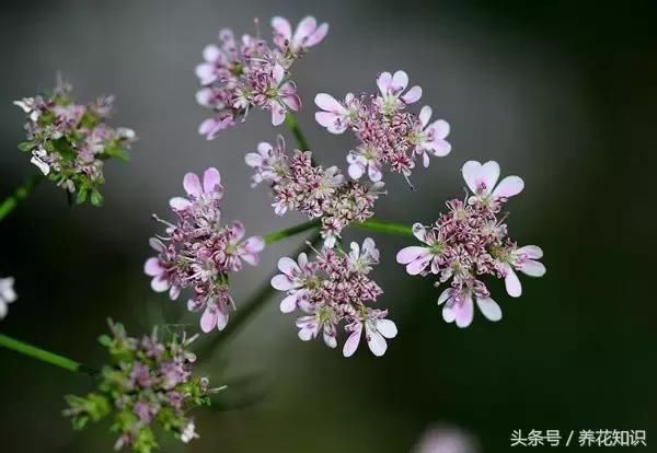 吃了一辈子蔬菜，却没见过它开花的样子？太惊艳了！