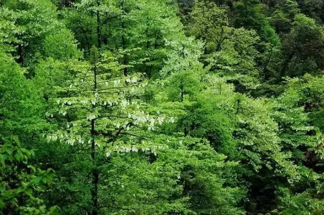 大四川七彩花海要美炸了？最新赏花地图在此，请收好！