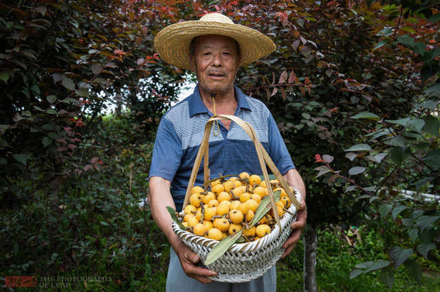 枇杷上市遇高温卖不动，果农心里苦，马路边举牌子求人去地里摘！