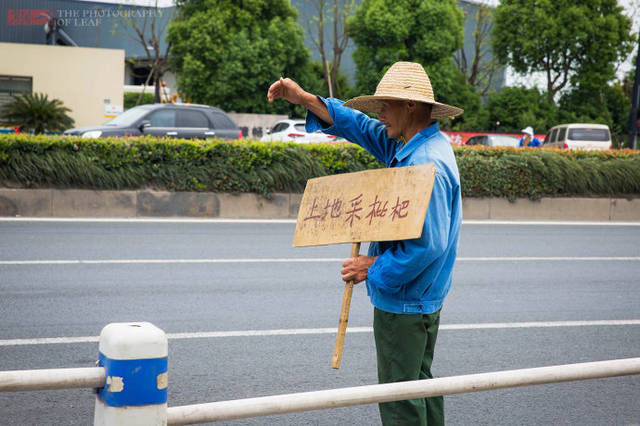 枇杷上市遇高温卖不动，果农心里苦，马路边举牌子求人去地里摘！