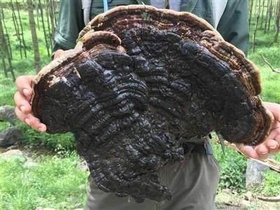 一种食物是“胃溃疡”克星，饭后煮水喝一周修复胃粘膜