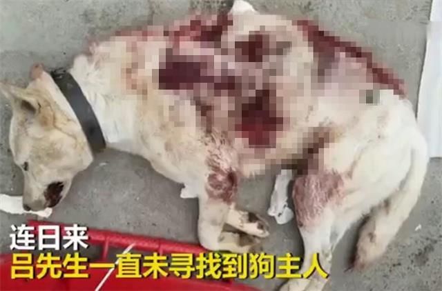 3岁儿子被狗扑咬头缝10针，狗主人拒不现身，父亲将狗活活打死！