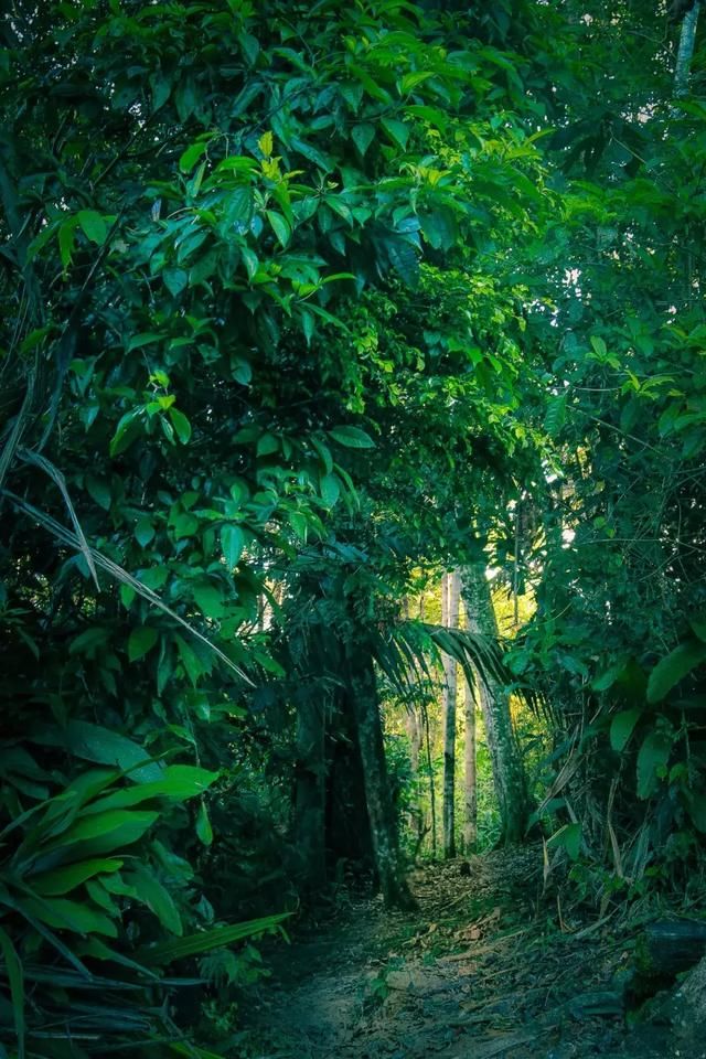 在亚马逊雨林,聆听地球呼吸的声音