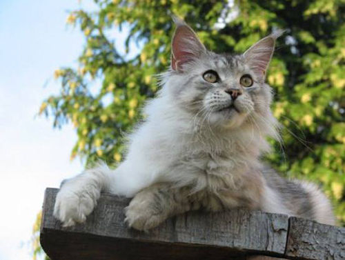 缅因猫多少钱一只?缅因猫市场价格?