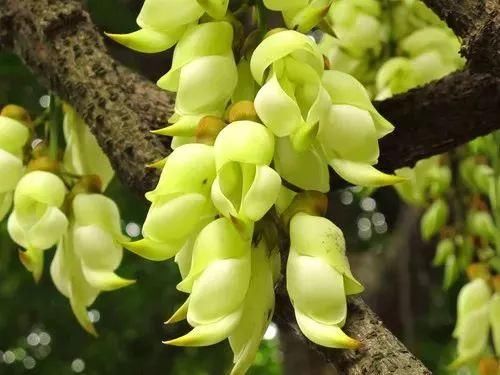 周六免费!广州附近这片禾雀花海没爆了,千万别错过了...