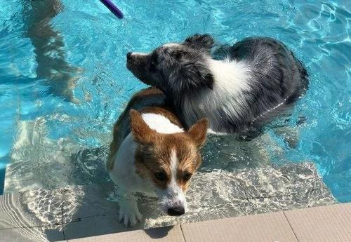 警惕!小法斗宠物店溺亡?这些狗狗不适合游泳!