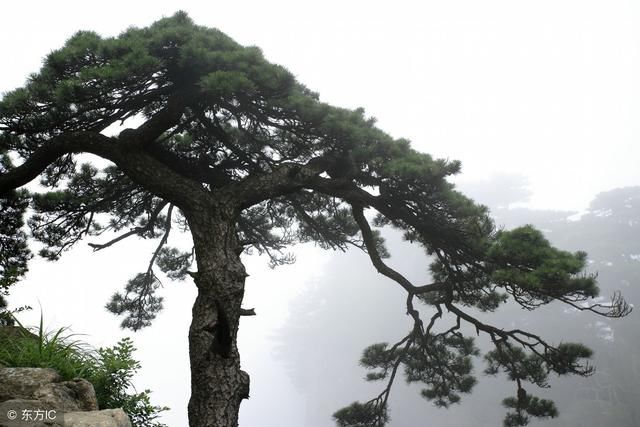 为了排面砍了门口两棵大松树，算命先生；格局已破，在没好日子