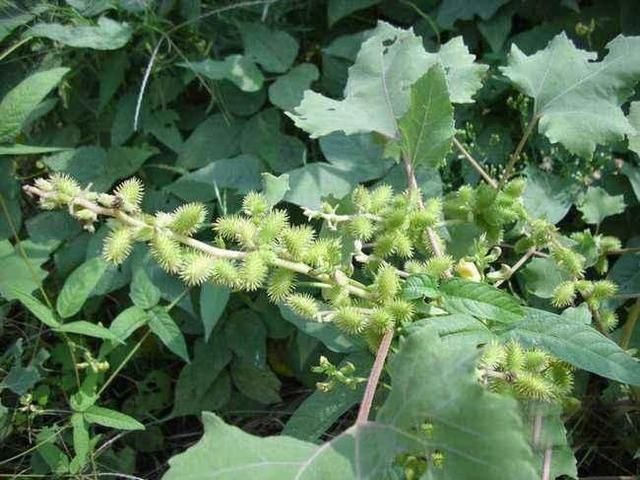 《本草拾遗》里的一毒果,中医炒一炒再加点它