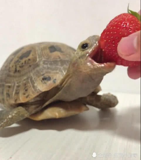 抖音最红的萌宠小陆龟,看它吃东西的样子真是