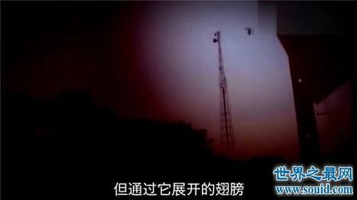 卫星拍到的真龙凤凰,其实只是冰川山脉形状像