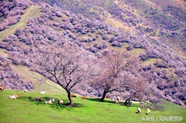 3月份最值得去的20个地方，全都美哭了，新春第场一旅行你去哪儿