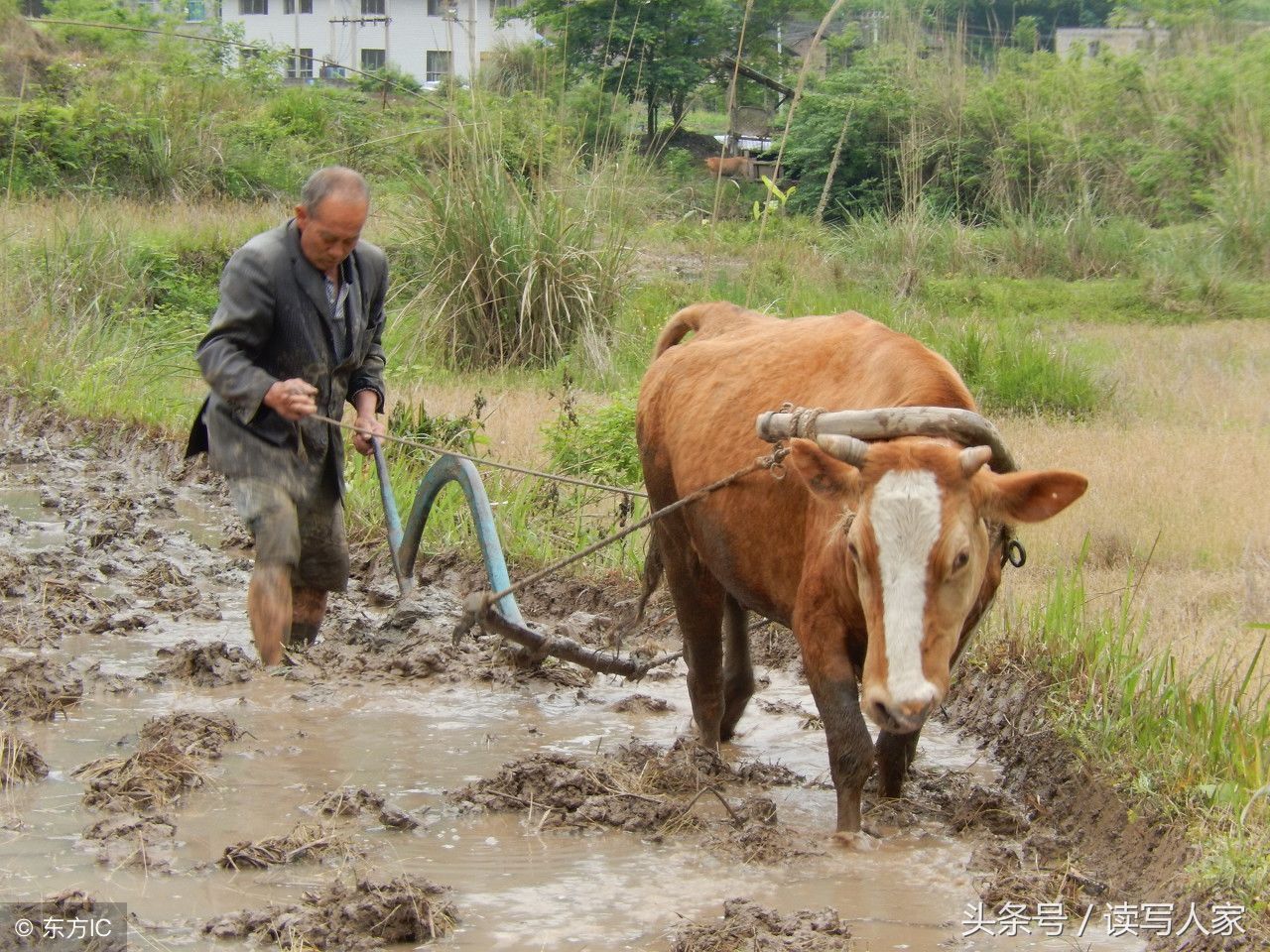 耕牛犁地，留下的不仅仅是劳动的热闹场面，更是一道美丽的风景