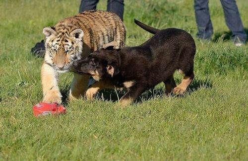 当家养德国牧羊犬遇上模型老虎,主人都快笑趴