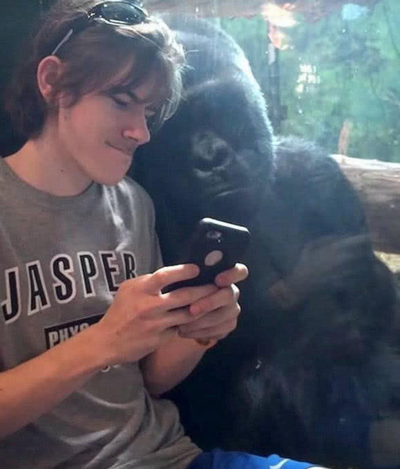 男子动物园与黑猩猩一起玩自拍,将合照拿给黑