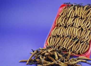 冬虫夏草极其名贵,一天吃一根即可