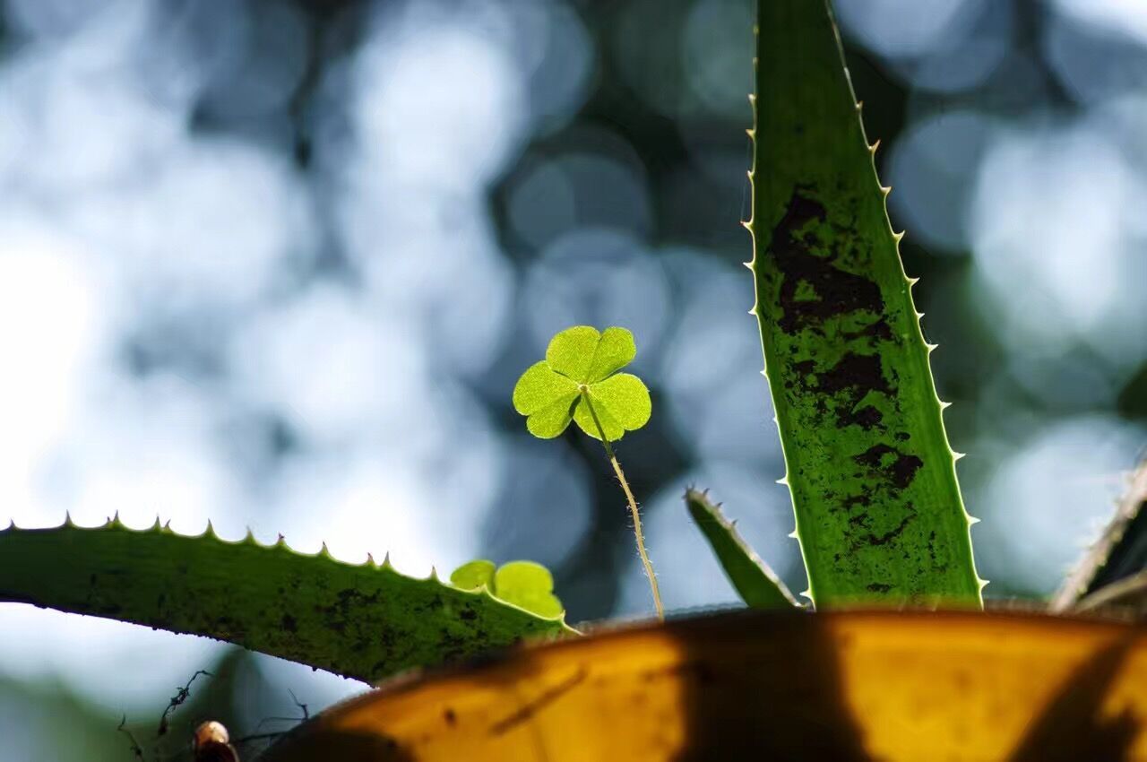 西西看世界用镜头纪录重庆老街照片,光影世界