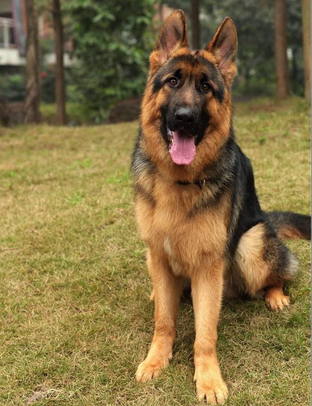 不同狗狗患癌风险各不同?盘点六大癌症高发犬种 澳门bbin视讯网站