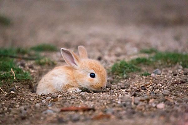 属兔人2018年烂桃花运如何