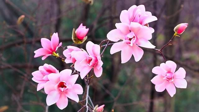 辛夷花泡水喝,对身体有3大好处,但这些事项要