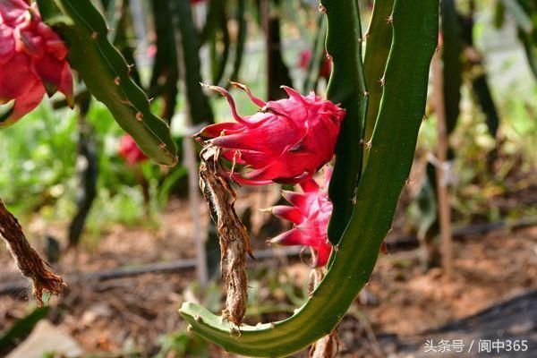 阆中白沙坝的火龙果熟了,引来美女疯狂采摘!