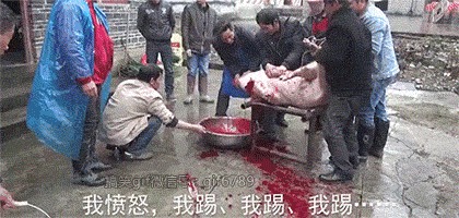 搞笑GIF表情图:我坐动态没有遇到这样的情狗字图片漫画卧铺包无奈带的图片