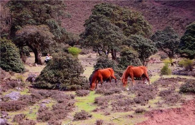 鹤庆马耳山万亩杜鹃花盛开,看花约不?