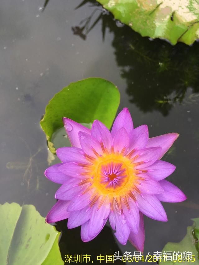 游览深圳美景《洪湖公园》