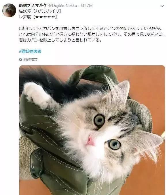 猫运动文案沙雕,猫运动文案沙雕搞笑