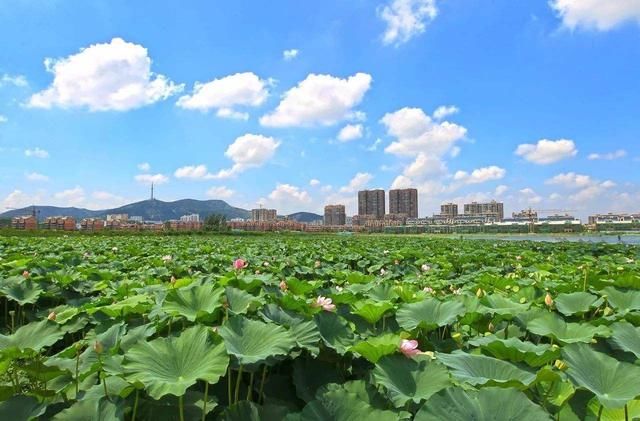 中国的这个地方有2700年酿酒史，省内面积最小，被誉为皖北江南