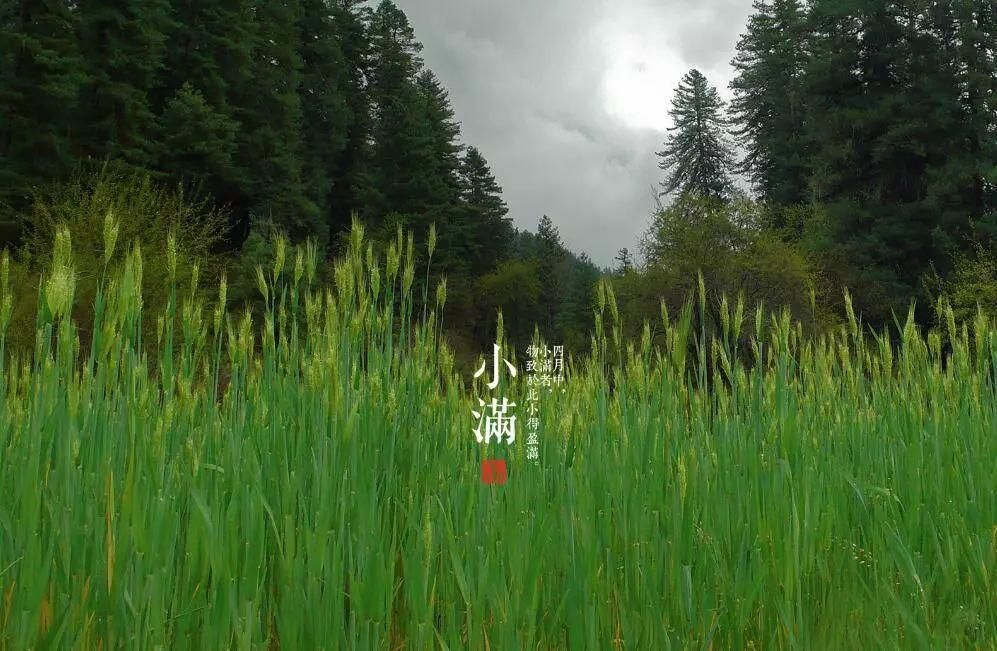 小满是什么意思?小满节气这些讲究你知道吗