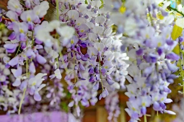 你家的盆栽到啦！快来领取！