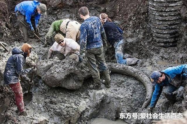 男子在家挖泳池，意外收货的东西，所有人能看呆了