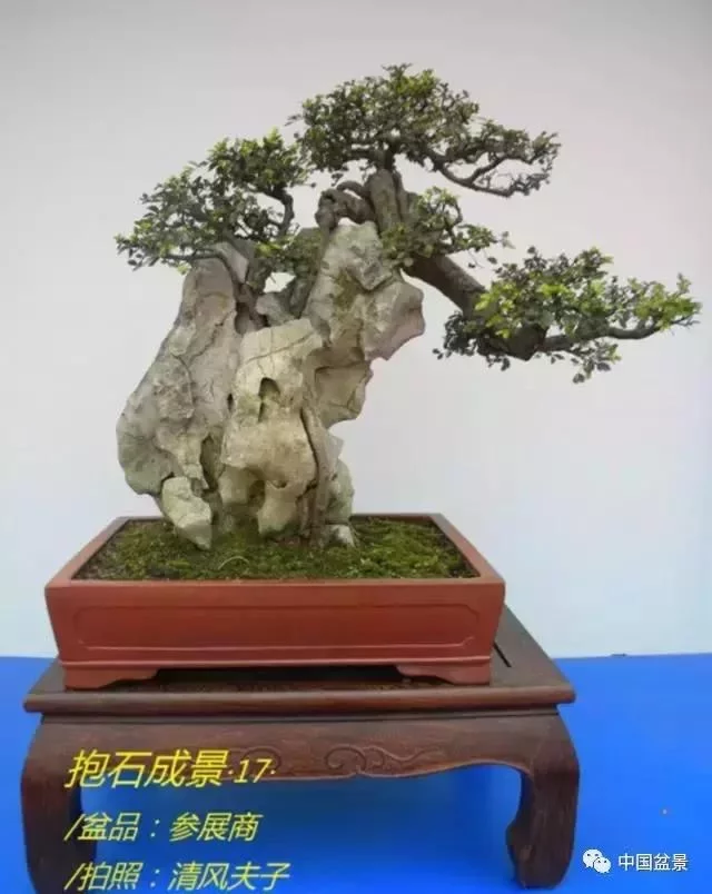 欣赏典雅新奇抱石盆景,学习抱石盆景制作技巧 - 武汉老徐 - 武汉老徐的博客 欣赏典雅新奇抱石盆景,学习抱石盆景制作技巧 - 武汉老徐 - 武汉老徐的博客
