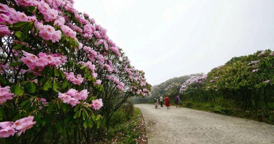 阳明山十万亩杜鹃燃爆 “五一”小长假 本周末仍是最佳花期
