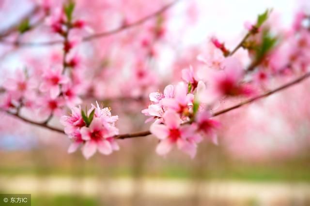 12生肖2018年桃花运大解析！看谁桃花满满？