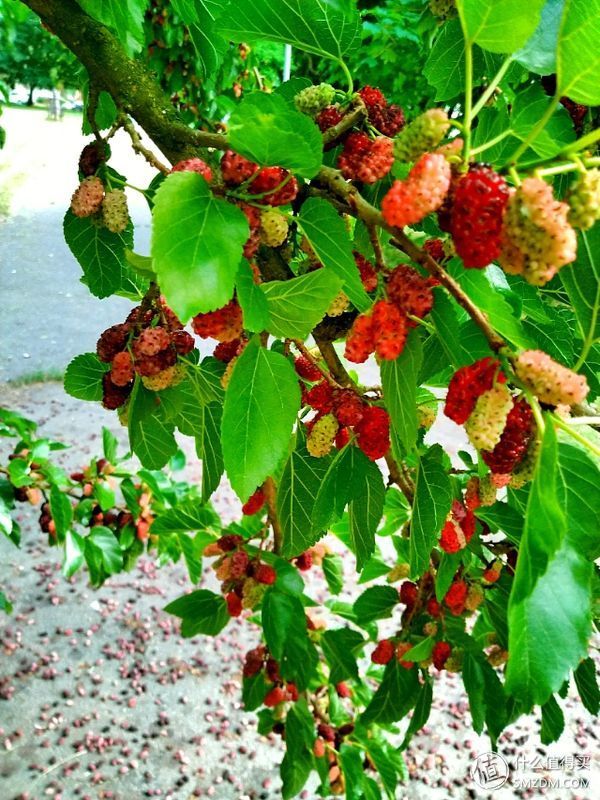 毕业旅行之欧洲篇 篇一:我在匈牙利搬砖,顺便分享美景