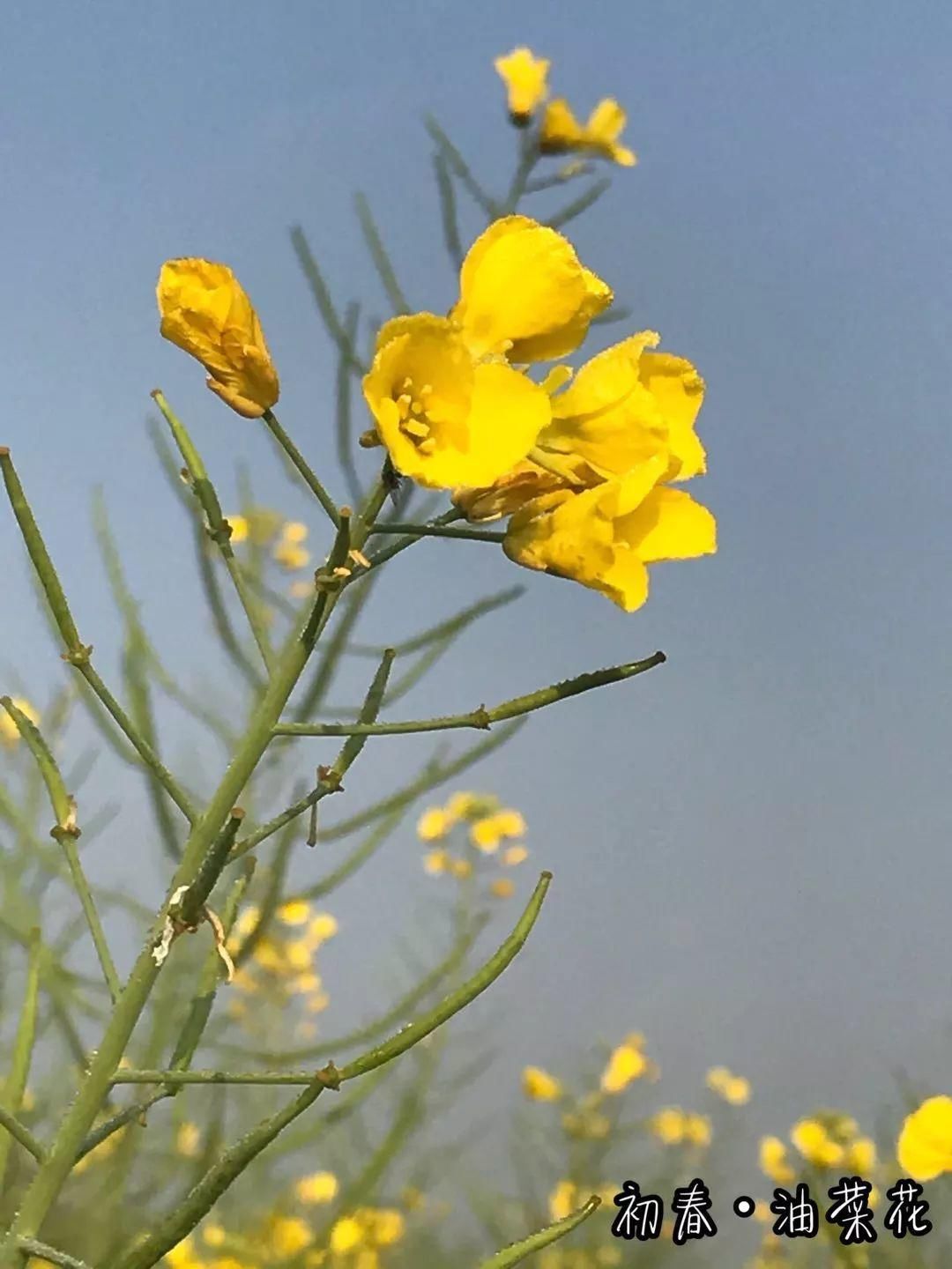 又到一年赏花季，带你漫步花田看尽繁花！