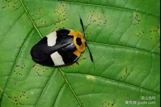 你没看错:这些美丽的生物统统都是蟑螂