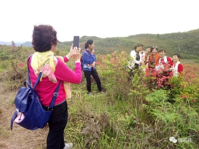 石阡仙人街万亩杜鹃花开了，你去看来没?