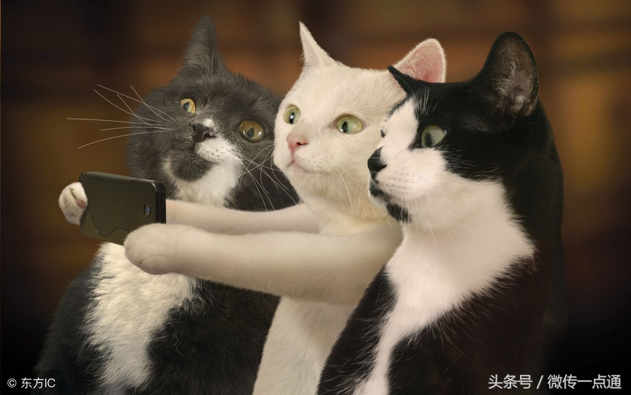 搞笑的猫咪图片