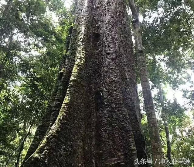 河南富商投资非洲丑陋木头，成品惊艳中国收藏家，叫价10万也不卖