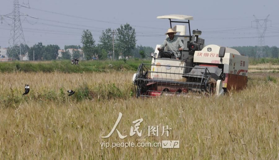 湖北襄阳:夏收开镰