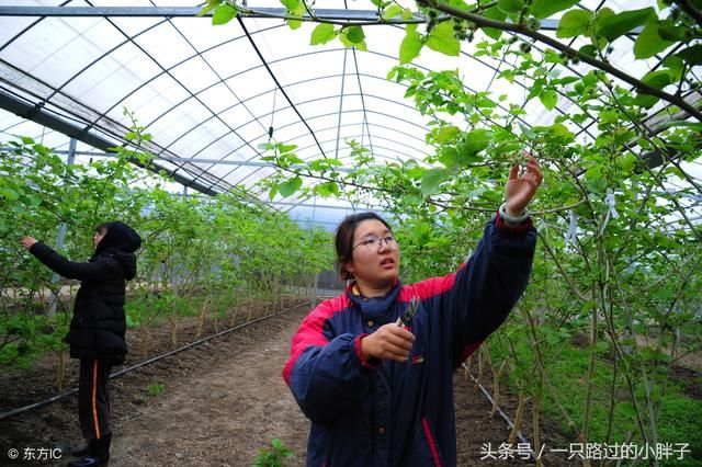 十年之后，农村将会是谁的天下呢？农民还是主人吗？