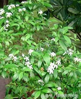 卷曲的花瓣像一个风车,看一下风车茉莉花的种