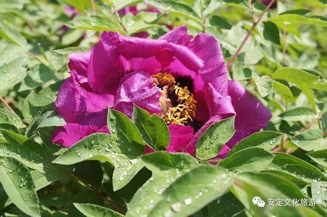 安定：西岩牡丹醉游人，花开时节动凤城