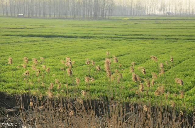 农民2018年种植粮食，补贴有哪些？多少钱？种什么粮补贴拿得多？