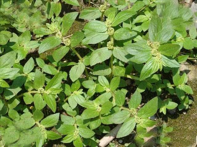 这种植物专治牛皮癣,遇到它你牛皮癣有治了