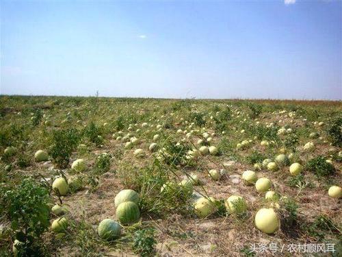 现在有种上市西瓜只吃籽,农村用来打的瓜,你知