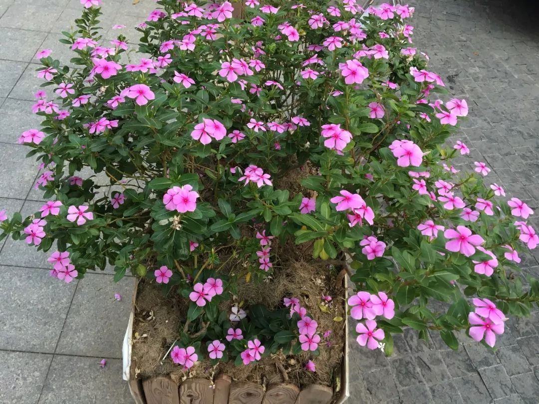 这几种夏季花卉特能开花,耐旱耐热性好,阳光越多花朵开得越好 盈丰娱乐官方