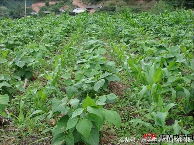 白附子和什么植物套种是"天作之合"?